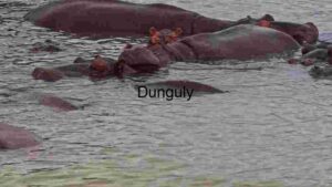 Lives of Hippos