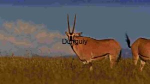 At Home Serengeti Splendour: An Oryx Grazing at Dusk