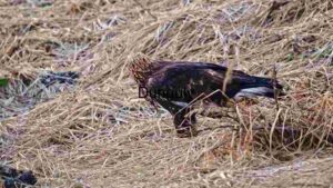 At Home Bird of Prey Hunting in its Natural Habitat