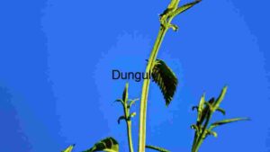 Vibrant Nature's Reach: A Study of Plant Growth Against a Clear Blue Sky