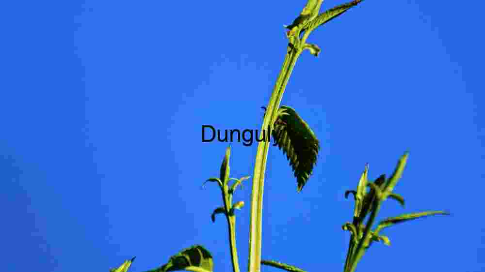 Embark on thrilling encounters with untamed wildlife majesty (11) Vibrant Nature's Reach: A Study of Plant Growth Against a Clear Blue Sky