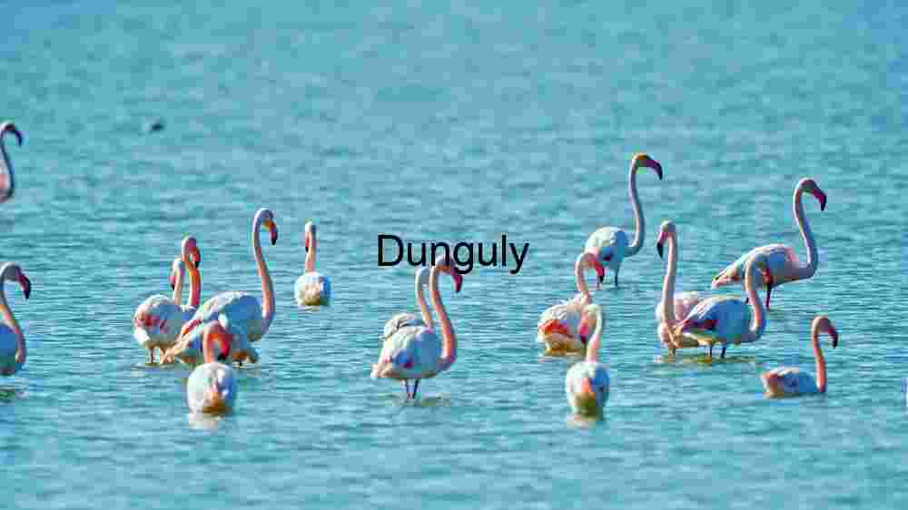 Embark on thrilling encounters with untamed wildlife majesty (14) Graceful Gathering: A Flock of Flamingos Wading in Serene Waters