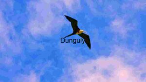 At Home Majestic Frigatebird: Graceful Flight in Azure Skies