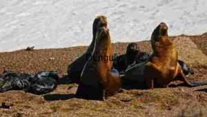 At Home Basking Seals: Sun-Kissed Moments on the Shoreline