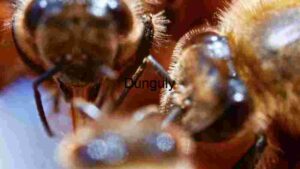 At Home Close Encounter: The Intricate World of Bees