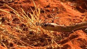 At Home Stealth in the Sands: A Close Encounter with a Desert Snake