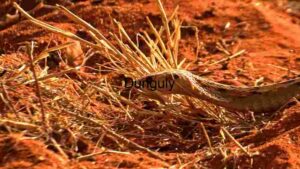 At Home A Close Encounter with a Desert Snake