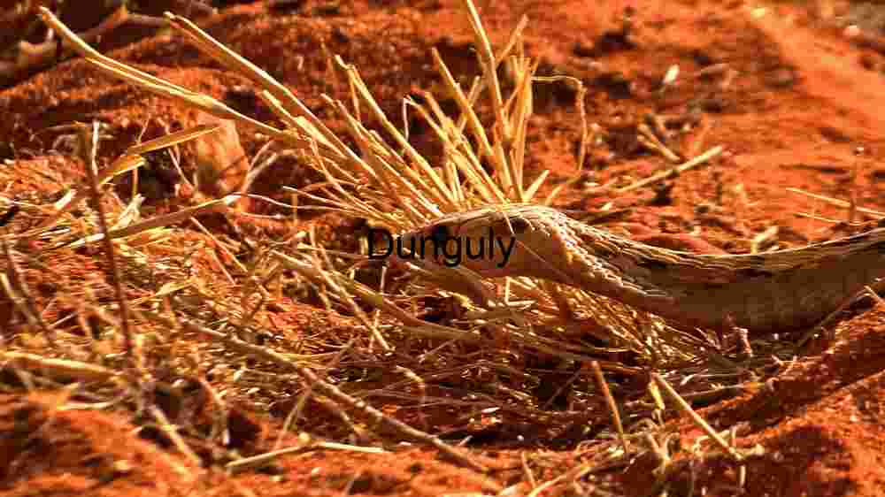 Embark on thrilling encounters with untamed wildlife majesty (24) A Close Encounter with a Desert Snake