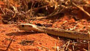 At Home Close Capture with a Desert Snake