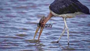 At Home Marabou Stork: Elegance Amidst Shallow Waters