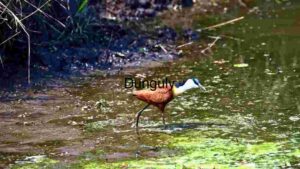 At Home African Jacana: Elegance in Wetland Waters