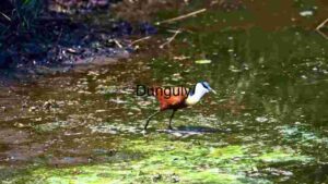At Home Elegance in Wetland Waters
