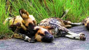 At Home African Wild Dogs in Repose: A Moment of Rest in the Wild