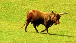 At Home Majestic Lone Bull in Sunlit Pasture