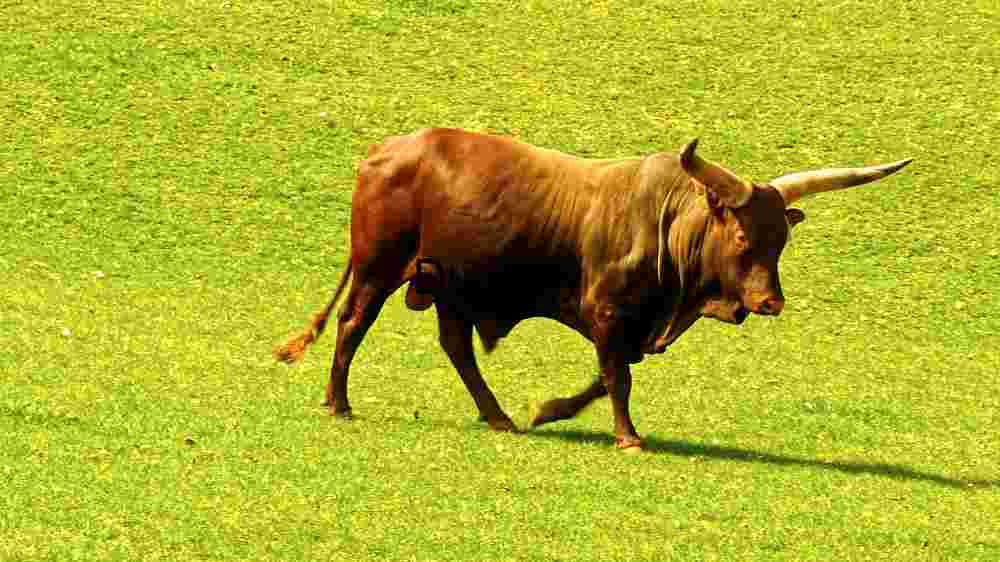 Embark on thrilling encounters with untamed wildlife majesty (37) Majestic Lone Bull in Sunlit Pasture