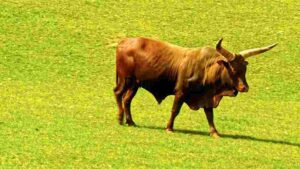 At Home Red Bull in Sunlit Pasture
