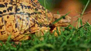 At Home Serene Stroll: A Tortoise's Journey Through the Greenery