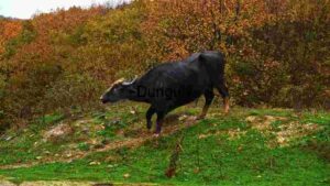 At Home Majestic Water Buffalo in Autumnal Habitat