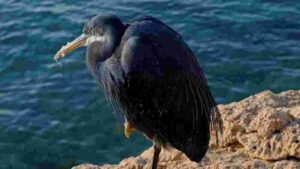 At Home Seaside Predator: A Cormorant's Catch