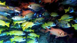 At Home Vibrant Underwater Ballet: A School of Tropical Fish
