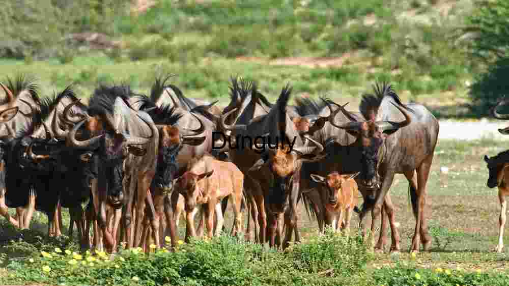 Embark on thrilling encounters with untamed wildlife majesty (46) Herd of Wildebeest in Natural Habitat