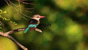 At Home Vibrant Kingfisher Perched in Natural Habitat