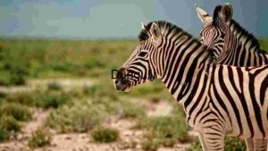 At Home Striped Siblings: Zebras in the Wild