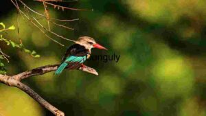 At Home Kingfisher on a Branch