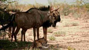 At Home Serenity in the Savannah: A Blue Wildebeest and Calf in their Natural Habitat
