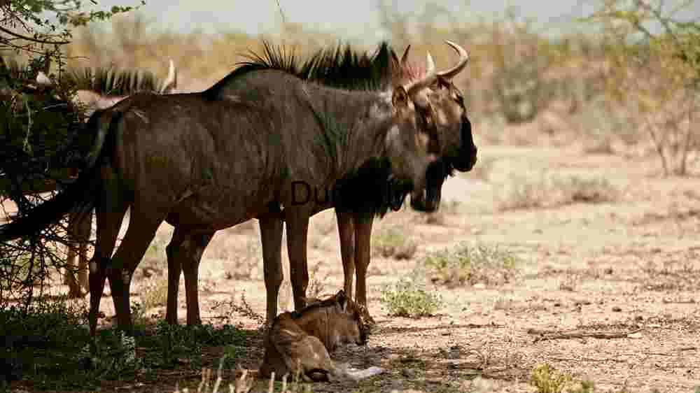 Embark on thrilling encounters with untamed wildlife majesty (6) Serenity in the Savannah: A Blue Wildebeest and Calf in their Natural Habitat