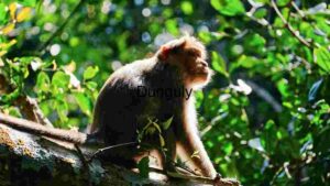 At Home Majestic Macaque in Natural Habitat