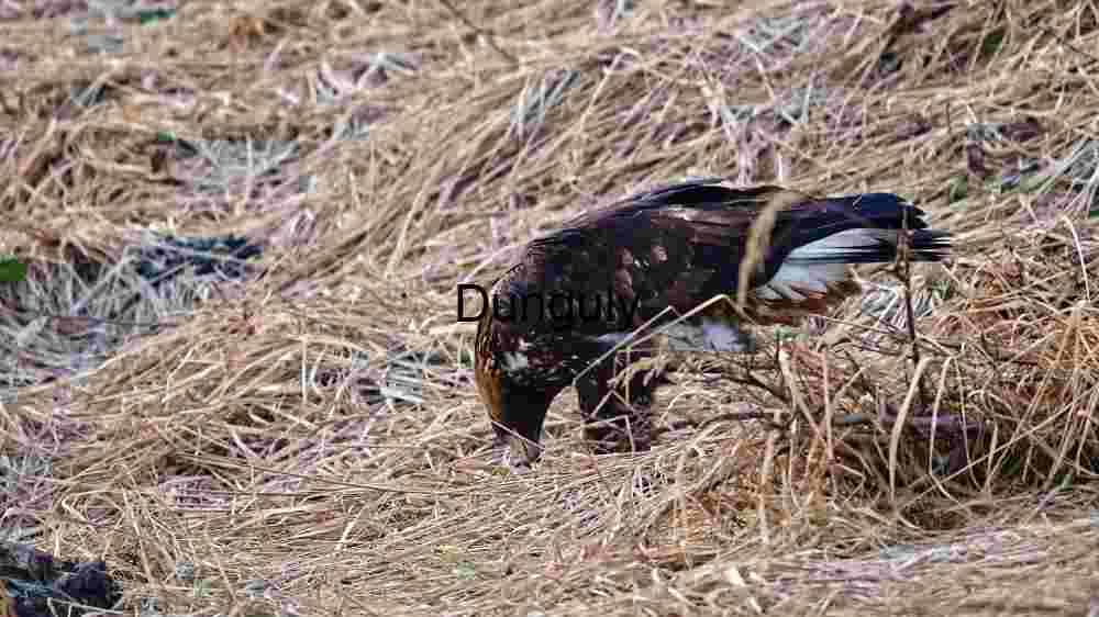 Embark on thrilling encounters with untamed wildlife majesty (9) Majestic Bird of Prey Hunting in its Natural Habitat