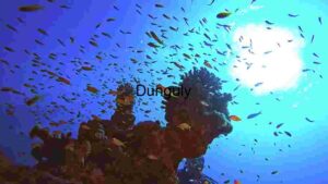 Underwater Serenity: A Glimpse into the Coral Reef Ecosystem