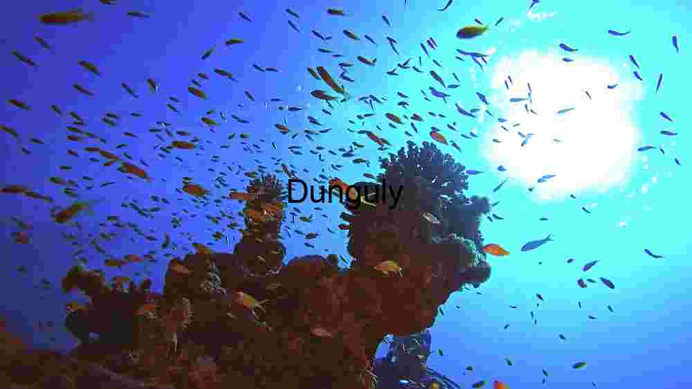 Enchanting marine life, captivating beauty beneath the waves, a world of wonder undersea (101) Underwater Serenity: A Glimpse into the Coral Reef Ecosystem