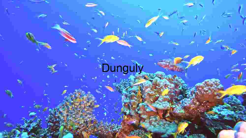 Enchanting marine life, captivating beauty beneath the waves, a world of wonder undersea (107) Underwater Serenity: A Dive into the Ocean's Heart