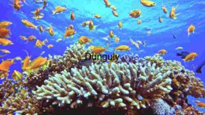 Underwater Serenity: A Vibrant Coral Reef Ecosystem