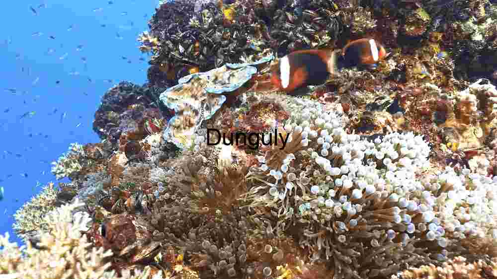 Enchanting marine life, captivating beauty beneath the waves, a world of wonder undersea (12) Coral Reef Ecosystem