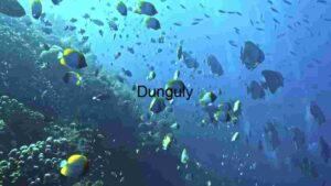 Underwater Serenity: A Dive into the Marine World