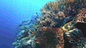 Underwater Marvel: A Glimpse into the Coral Kingdom