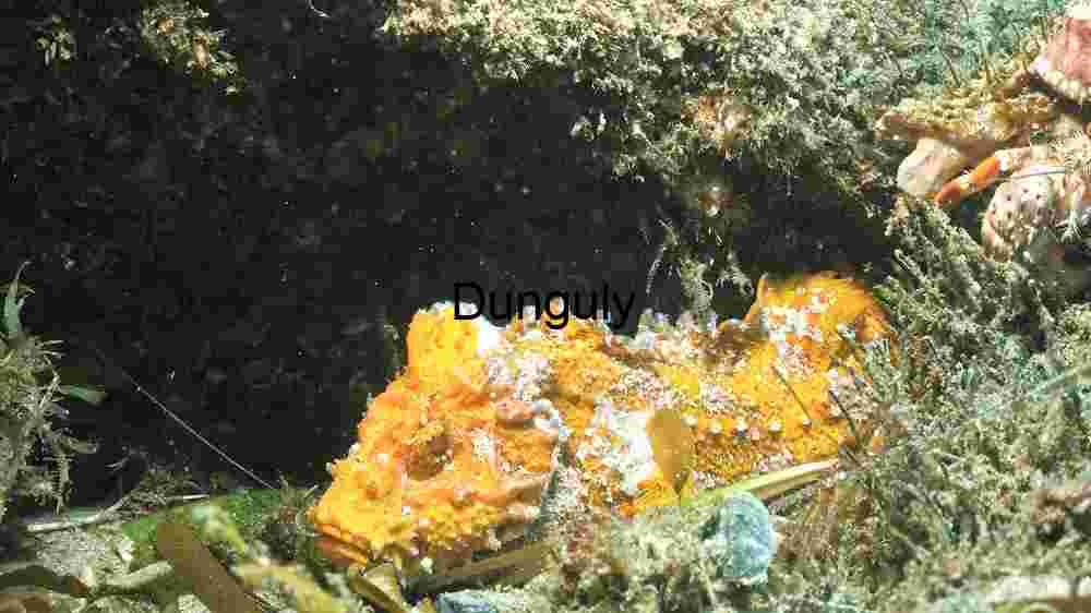 Enchanting marine life, captivating beauty beneath the waves, a world of wonder undersea (13) Hidden Wonders of the Sea Floor