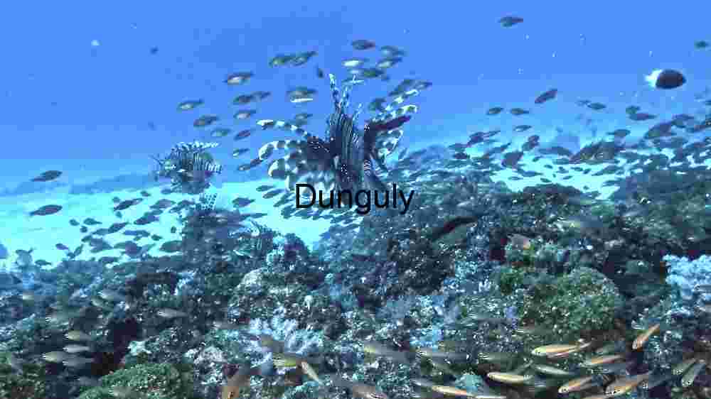 Enchanting marine life, captivating beauty beneath the waves, a world of wonder undersea (132) Underwater Serenity: A Vibrant Coral Reef Ecosystem