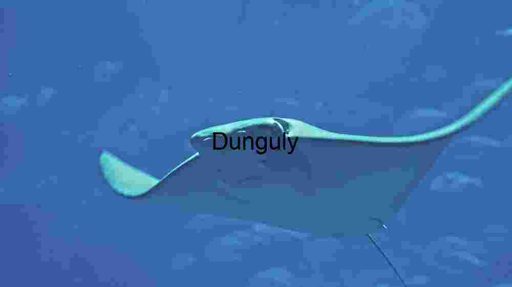 Enchanting marine life, captivating beauty beneath the waves, a world of wonder undersea (134) Dive into the deep blue and witness the serene beauty of a manta ray in its natural habitat