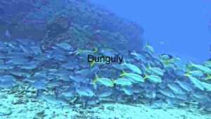 Majestic Marine Life: The Batfish