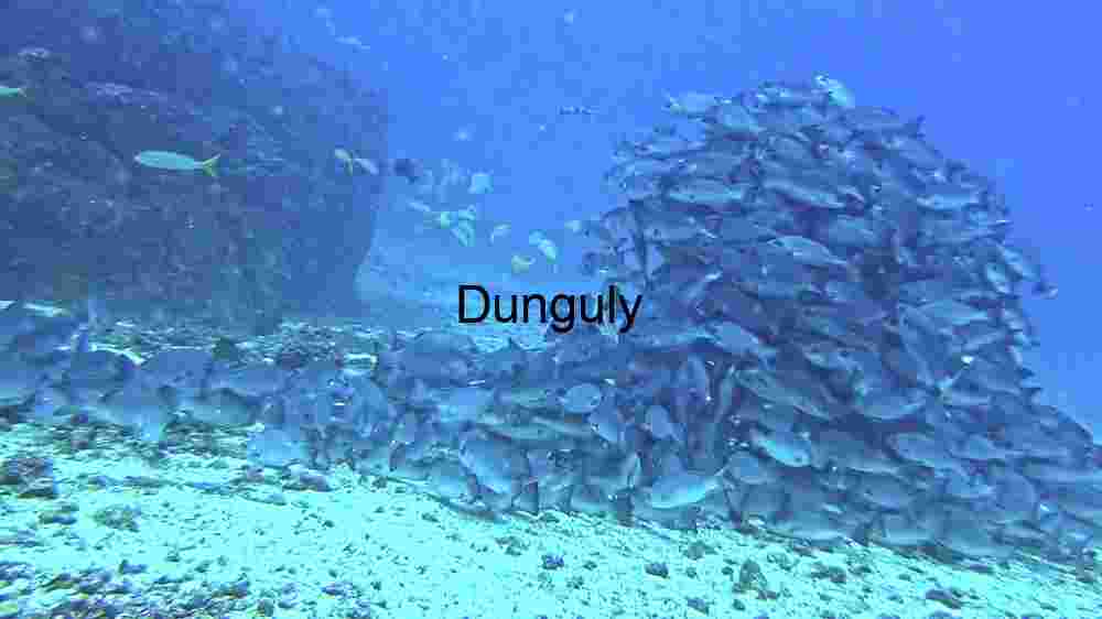 Enchanting marine life, captivating beauty beneath the waves, a world of wonder undersea (150) Dive into the deep blue and encounter the intriguing Orbicular Batfish