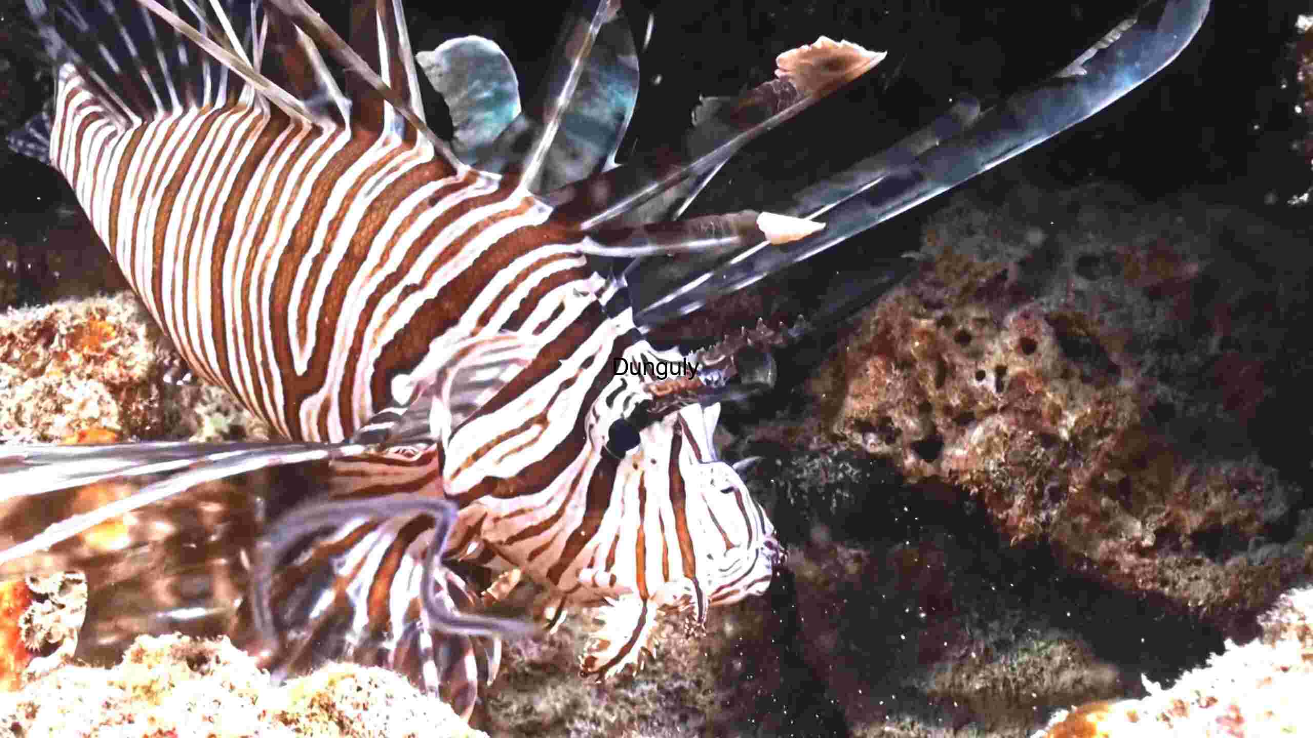 Enchanting marine life, captivating beauty beneath the waves, a world of wonder undersea (189) Elegance in Stripes of The Majestic Lionfish