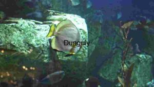 At Home Underwater Serenity: A Glimpse into Aquatic Life