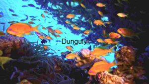 At Home Underwater Serenity: A Glimpse into Aquatic Life