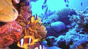 At Home Underwater Serenity: A Glimpse into Aquatic Life