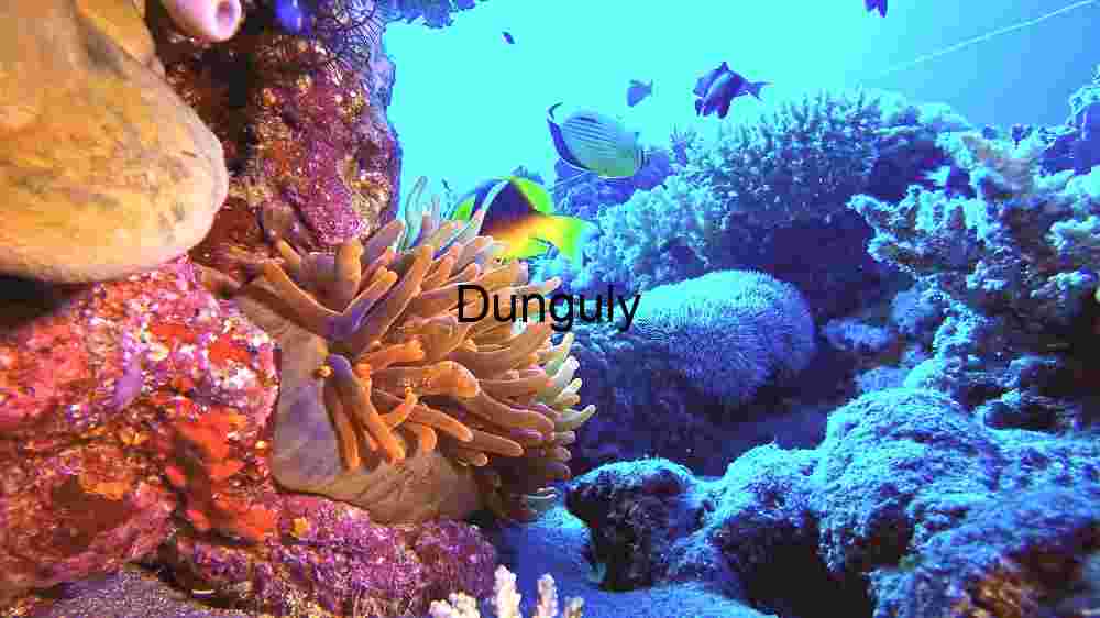 Enchanting marine life, captivating beauty beneath the waves, a world of wonder undersea (200) A Glimpse into Aquatic Life