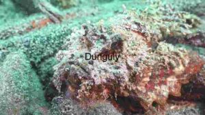 Sunlit Starfish Sanctuary